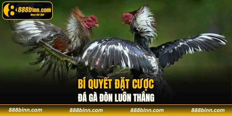 Đá Gà Đòn – Bộ Môn Giải Trí Dân Gian Đặc Sắc Tại 888B 4 Bí quyết đặt cược đá gà đòn luôn thắng