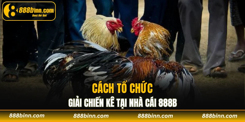 Đá Gà Cúp C1 - Những Trận Đấu Không Thể Bỏ Lỡ Năm 2025 3 Cách tổ chức giải chiến kê tại nhà cái 888B