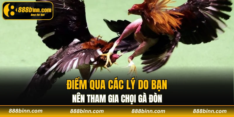 Đá Gà Đòn – Bộ Môn Giải Trí Dân Gian Đặc Sắc Tại 888B 3 Điểm qua các lý do bạn nên tham gia chọi gà đòn