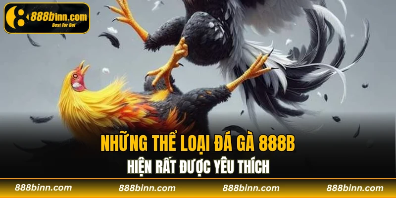 Đá gà 888B - Điểm Đến Hấp Dẫn Hội Viên Không Nên Bỏ Qua 3 Những thể loại đá gà 888B hiện rất được yêu thích